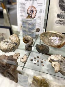 Fossil display case